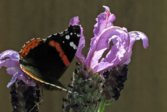 Red Admiral Butterfly on lavender flowers in San Francisco backyard 20200609-122140