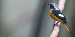 Daurian Redstart 黃尾鴝 YNBR70