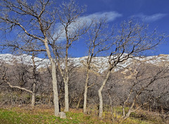 Bigtooth maple beneath Wasatch Mountains, N. Utah