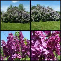 Lilacs, UoG Arboretum, May 24'22