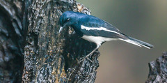 Oriental magpie-robin 鵲鴝 YNBR71