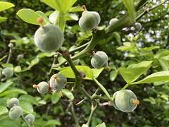 Citrus × aurantium