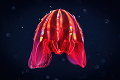 Bloody-Belly Comb Jelly