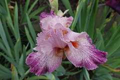 Goodstay Peonies & Irises 05-26-22