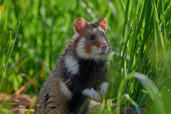 Common hamster/European hamster