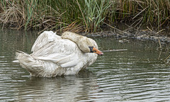 Reserve ornithologique du Teich (bassin d'Arcachon)