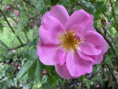 rosa moyesii ‚Marguerite Hilling‘