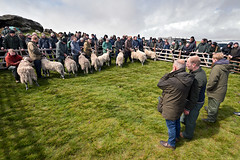 Tan Hill Open Swaledale Sheep Show, May 2022