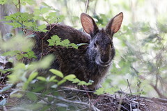 5-19-2022 Marsh Rabbit (Sylvilagus palustris)
