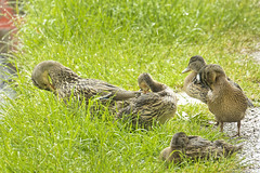 Growing ducklings and goslings at Ellesmere  2022