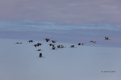 Gru cenerina o gru eurasiatica - Grus grus - Common crane - Grue cendrée - Kranich - Γερανός (πτηνό) - Grua europea