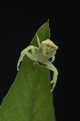 三角蟹蛛-Thomisus labefactus