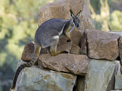 Mammals of South Australia