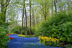 Keukenhof Gardens - Netherlands, April 2022