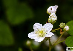 Wild flowers of Kent 3-6-22