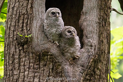 Barred Owl Nest 2022