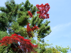 Red & Green, Asukano @Nara,May2022