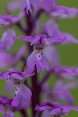 Orchide maschia - Orchi mascula - Satyrion mâle ou Herbe à la couleuvre, Orchis tachetée, La patte de loup, Le mâle fou - Männliches Knabenkraut