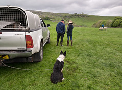 The Pennines Sheepdog Trials Circuit, Norber, Austwick, North Yorkshire, May 2022