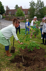 Planting the Jubilee Oak Sun 5 June 2022
