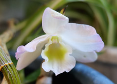 Only one flowering of Orchid, Asukano @Nara,May2022