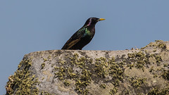 European Starling 歐亞紫翅掠鳥 NT03