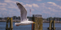 European Herring Gull 銀鷗 NT04