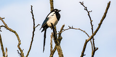 European Black-billed Magpie 歐亞喜鵲 NT09 