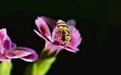 Serie Hoverfly 