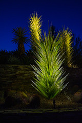 Night_Desert_Botanical_Garden_6_2022
