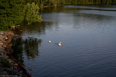 Nature Wildlife Safari at Mystic Lakes