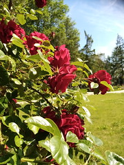 Roses in Świdnica:)