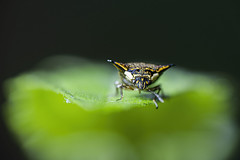 黑角羚蝽-Alcimocoris coronatus