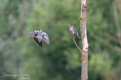 Coucou gris - Common cuckoo