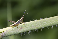 劍角蝗-Acrididae