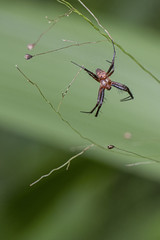 刺佳蛛 （學名：Gea spinipes）