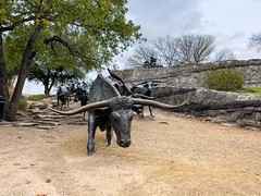 Long horn steers - bronze sculptures by Robert Summers in Pioneer Plaza, Dallas, TX
