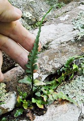 Small Rock Ferns (Asplenium sps.)