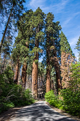 2022 Sequoia National Park