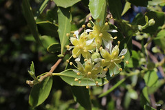Quillajaceae