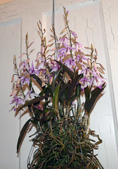 orchids #51