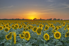 Sunflowers at Sundown