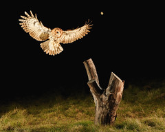 Tawny Owl Feeding Station Project