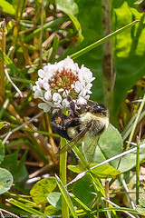 BEES & WASPS - Golden Northern Bumblebee