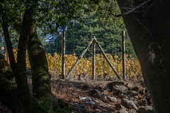 Vineyard Fence