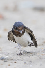 家燕-Barn Swallow
