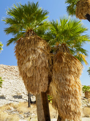 Desert Palm Oasis