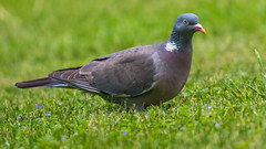 European Wood Pigeon 斑尾林鴿 NT16
