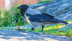 European Hooded crow 連帽烏鴉 NT15
