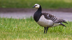 European Barnacle Goose 白頰黑雁 NT22